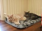 Maine Coon Kater & BLH Kater suchen ein neues Zuhause