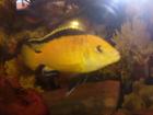 Labidochromis Yellow