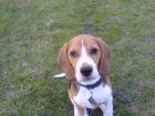 Beagle-Teenie sucht neues Heim