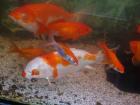 2 Koi & 2 koi junior. viele menge goldfische