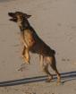 Malinois Welpen Belgischer Ringsport