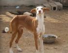 Sanfter Podenco Filipo