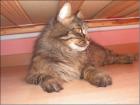 Maine Coon sucht ein neues zuhause