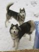 2 Husky-Rüden dringend abzugeben