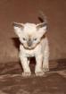 DevonRex-Kitten