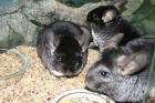 Junge Chinchilla Familie 2x Weibchen+1x Männchen/ Böckchen+ Terrarium+