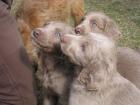 Weimaraner Langhaar Welpen