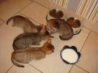 4 Baby Bengalen zu verkaufen, spottet