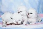 Wunderhübsche Exotic Shorthair Babys