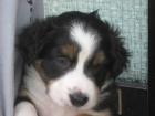 Traumhafte Australian Shepherd Welpen