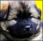 Eurasier-Welpen (m/w) o.P.  (Eltern m.P.) abzugeben, 