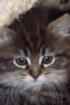 Maine-Coon Edelmix Babys