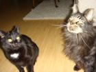 Maine Coon Kater und Katze abzugeben