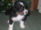 Australian Shepherd Welpen mit ASCA-Papieren