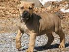 Unsere gesunden Cane Corso Welpen