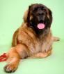 Leonberger Freunde Hamburg/Schleswig-Holstein