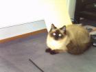 Siam-/Ragdoll-Deckkater gesucht!!