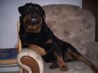 7 Jahre alter Rottweiler abzugeben. Gratis