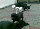 Labrador Retriever Welpen