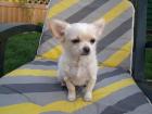 REINRASSIGER LH CHIHUAHUA WELPE