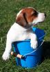 Jack Russell Welpen