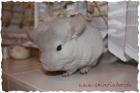 Chinchilla abzugeben in Oldenburg, Beige Afro Violett Ebony Böckchen