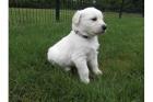 Reinrassige Goldenretriever Welpen