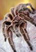 0.1Brachypelma vagans + 0.1 Grammostola rosea incl. Terrarien