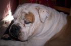 Bulldog Welpen