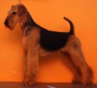 Airedale terrier welpen