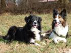 Border Collie Welpen