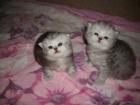 2 Perserkaterchen in der Farbe Blue-silber-schaded und Silber-tabby