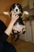 Entlebucher Sennenhund