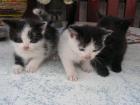 3 Katzenbaby suchen zuhause