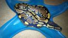 Biete 2.4 Python regius 50% het Piebald