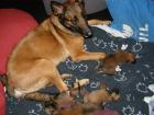 Malinois Welpen