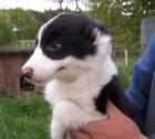 Border-Collie Welpen