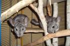 4 süße Chinchilla suchen neues zu Hause