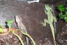 Suche 0.1 Stirnlappenbasilisk (Basiliscus plumifrons)