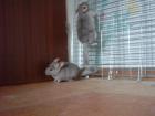 Chinchillas suchen neues ZuHause