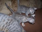 Silberne Bengalbabys suchen ein neues Zuhause