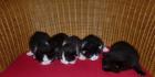 Main-Coon-Mix Katzenbabys