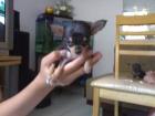 Reinrassiger Chihuahua Welpen