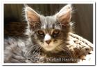 Cadebos Maine Coon Cats hat  Kitten