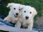 Golden-Retriever/Labrador Mix Welpen