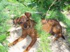 Zwergpinscher Hundin Baboo