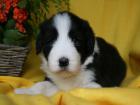 Bearded Collie Welpen