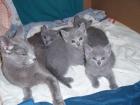 Russische blau kitten