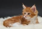 Traumhafte Maine Coon Kitten abzugeben !!!