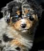 Australian-Shepherd-Welpen